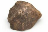 Chondrite Meteorite ( g) - Unclassified NWA #232078-1